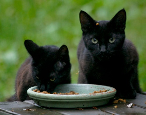 Two young, black cats eating cat food from a small dish.