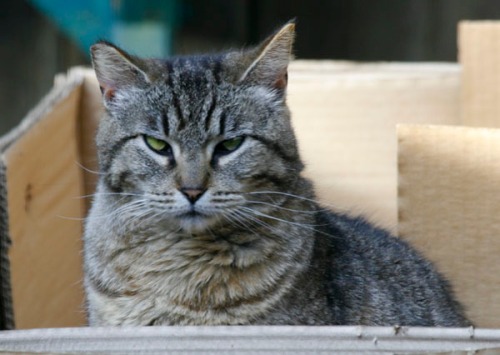 Marvie, a medium-haired gray tabby sits in a box and faces the camera.  Her right ear is missing about a half-inch at the tip.