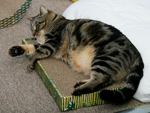 Otis is laying on a flat, rectangular cardboard scratcher.