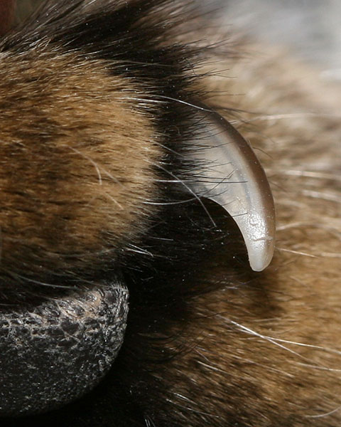 A close-up of a cat claw.