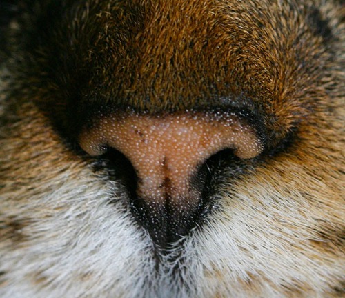 A close-up of Otis's nose.