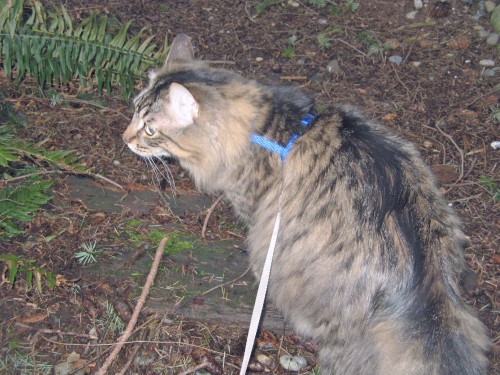 A long-haired, gray tabby cat wearing a harness with leash attached.