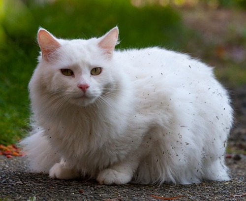 A white, long-haired cat