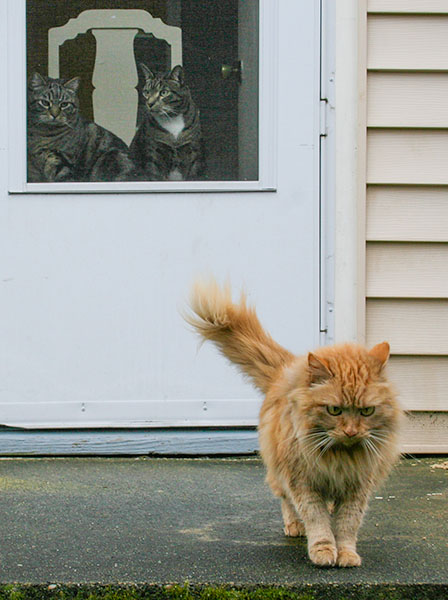 Otis and Oliver at back door, Mama cat in foreground