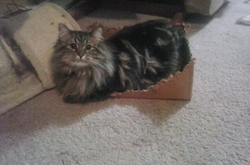 Leo's Box